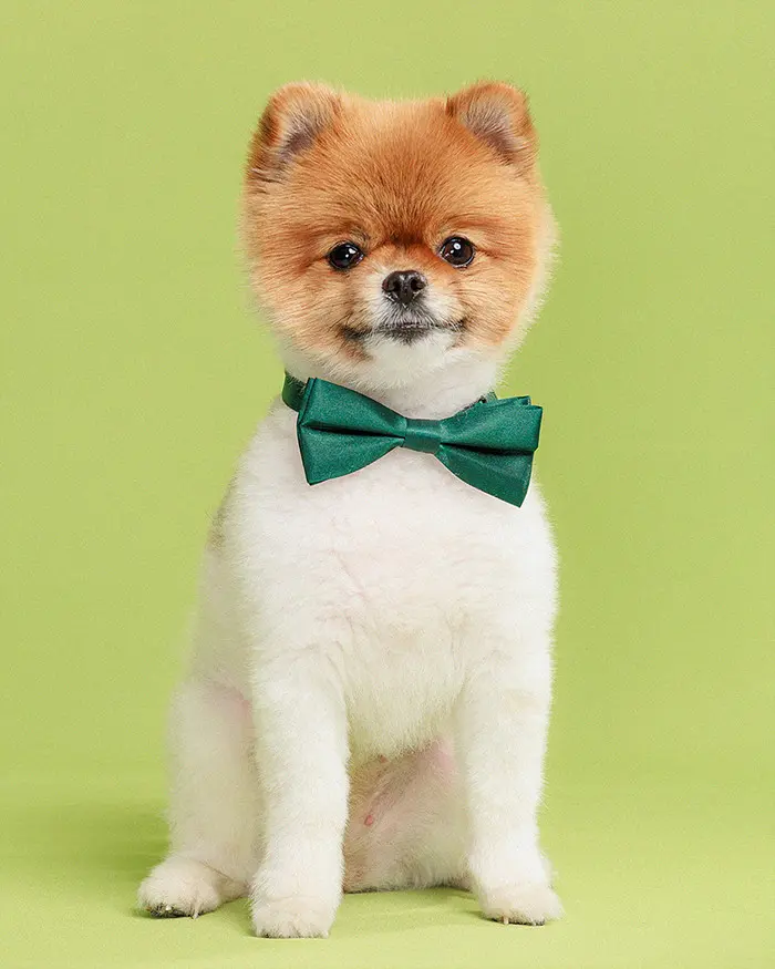 연두색 배경에서 나비넥타이를 한 포메라니안 프로필